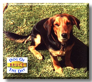 Bruce, the Dog of the Day