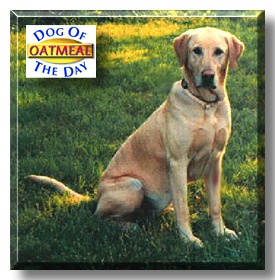 Oatmeal, the Dog of the Day