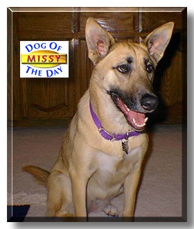 Missy, the Dog of the Day