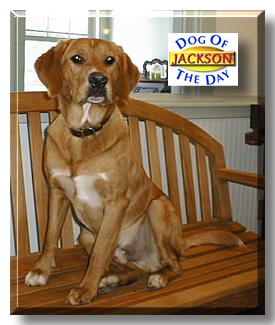 Jackson, the Dog of the Day