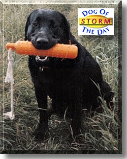 Storm, the Dog of the Day