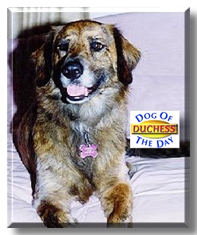 Duchess, the Dog of the Day