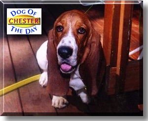 Chester, the Dog of the Day