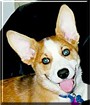 Todd