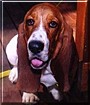 Chester