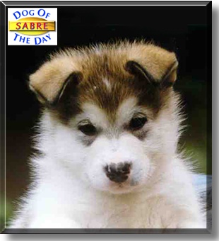 Sabre, the Dog of the Day