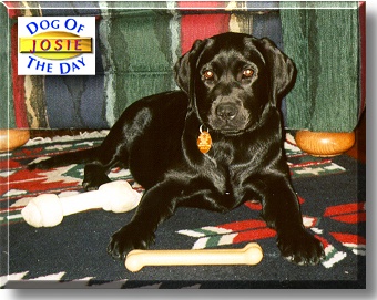 Josie, the Dog of the Day