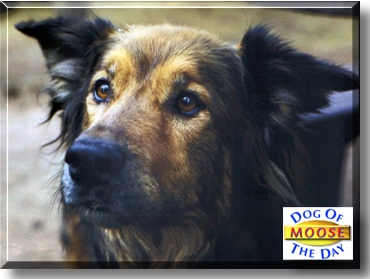 Moose, the Dog of the Day