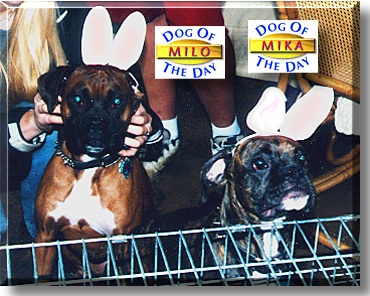 Mika and Milo, the Dogs of the Day