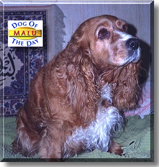 Malu, the Dogs of the Day