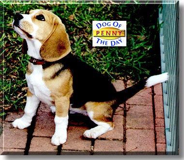 Penny, the Dog of the Day