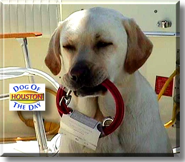 Houston, the Dog of the Day