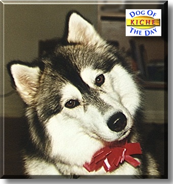 Kiche, the Dog of the Day