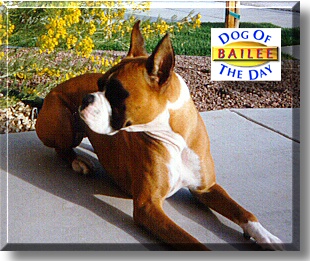 Bailee, the Dog of the Day