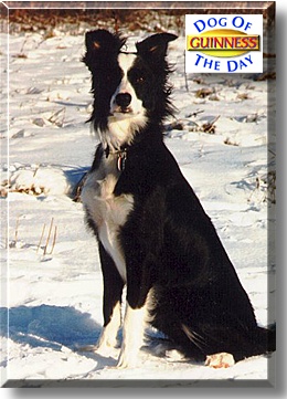 Guinness, the Dog of the Day