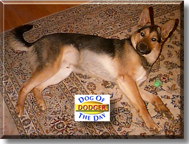 Dodger, the Dog of the Day