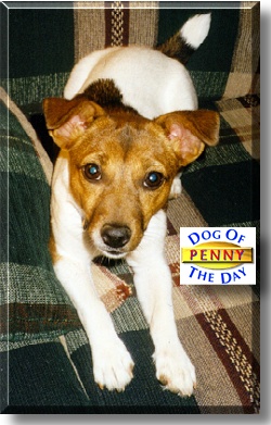 Penny, the Dog of the Day