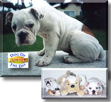 Junior, the Dog of the Day