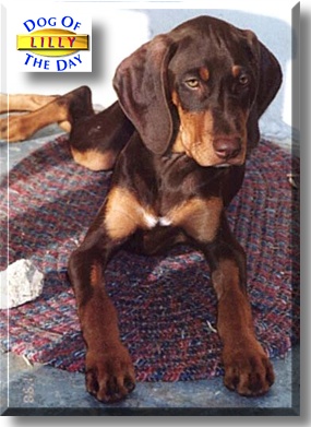 Lily, the Dog of the Day