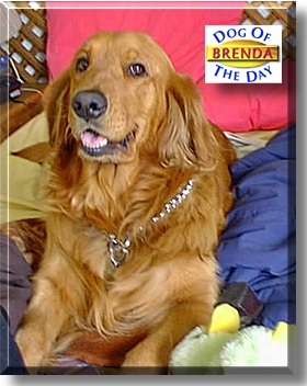 Brenda, the Dog of the Day