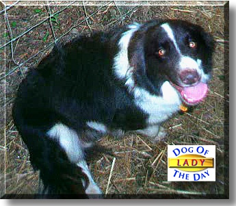 Lady, the Dog of the Day