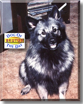 Brutus, the Dog of the Day