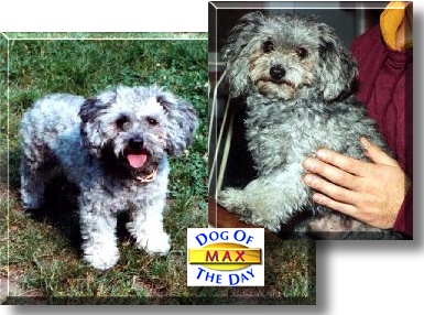 Max, the Dog of the Day