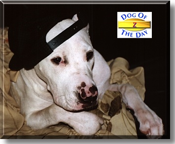 Z, the Dog of the Day