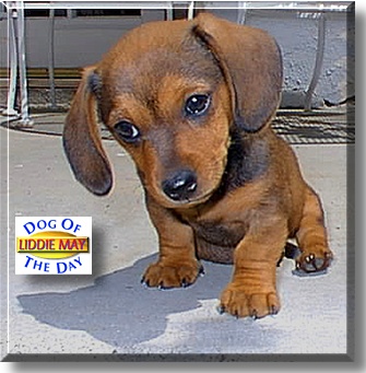 Liddie May, the Dog of the Day