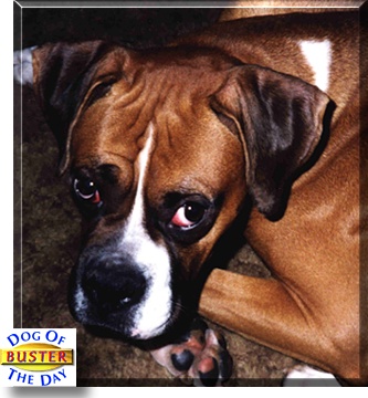 Buster, the Dog of the Day