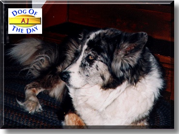 AJ, the Dog of the Day