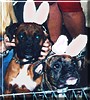 Mika, Milo