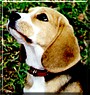 Penny