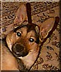 Dodger