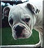 Junior