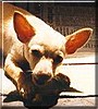 Spike