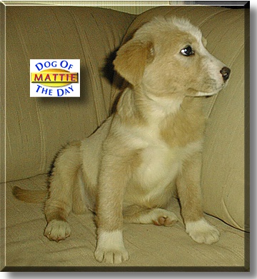 Mattie, the Dog of the Day