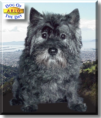 Arlo, the Dog of the Day