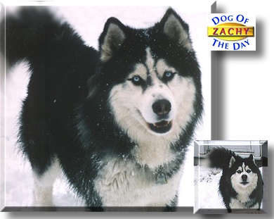 Zachy, the Dog of the Day