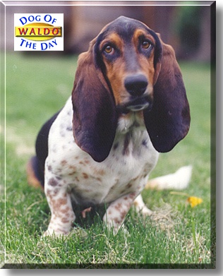 Waldo, the Dog of the Day