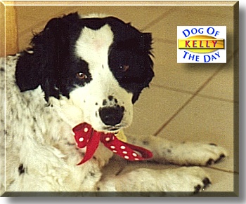 Kelly, the Dog of the Day