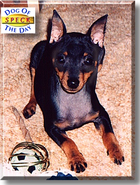 Speck, the Dog of the Day