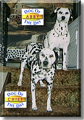 Abby & Chief, the Dog of the Day