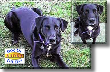 Buddy, the Dog of the Day