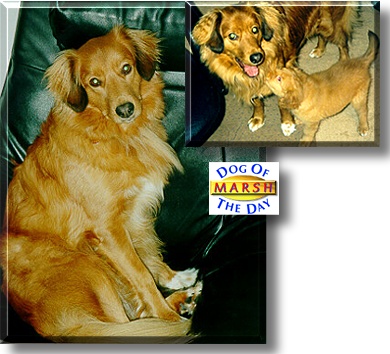 Kare's Salty Marsh, the Dog of the Day