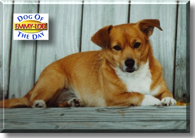 Emmy Lou, the Dog of the Day