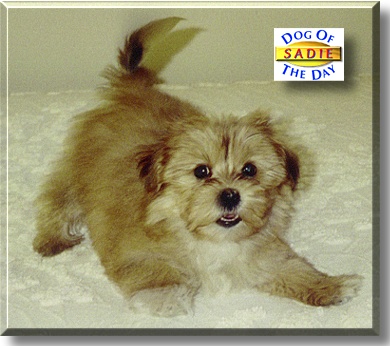Sadie Sweets, the Dog of the Day