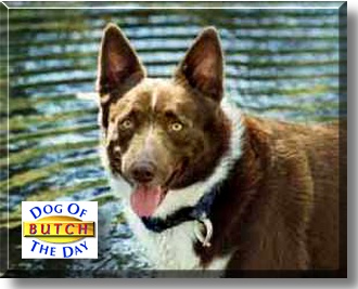 Butch, the Dog of the Day