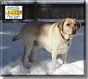 Riley, the Dog of the Day