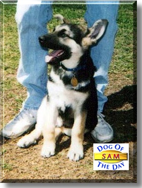 Sam, the Dog of the Day